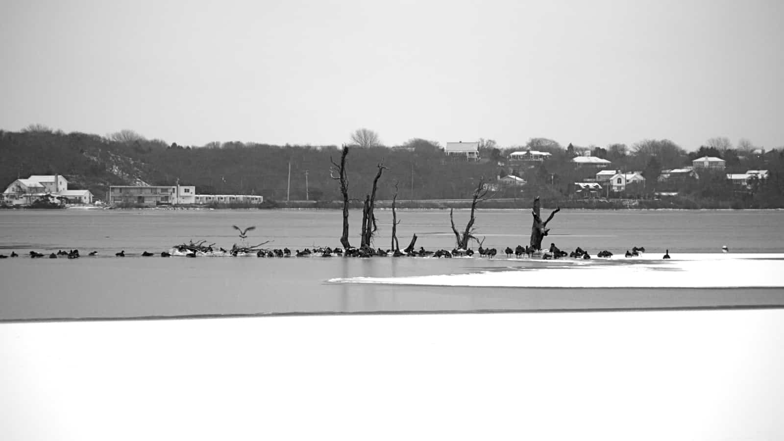 The Surf Lodge stands watch as geese congregate on Fort Pond's sunken island, Montauk NY, photo by Sailing Montauk